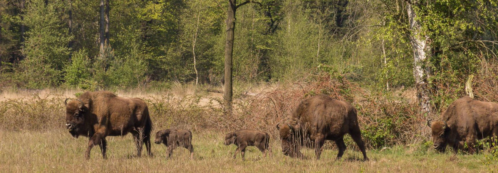 Wisenten met drie kalfjes. Foto: Maurice van Doorn