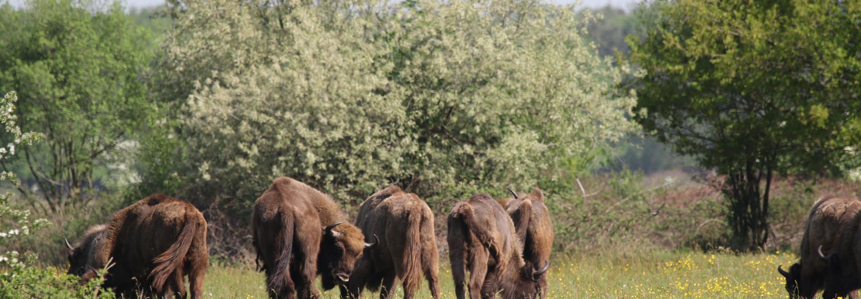 Wisent Maashorst, foto: Maurice van Doorn