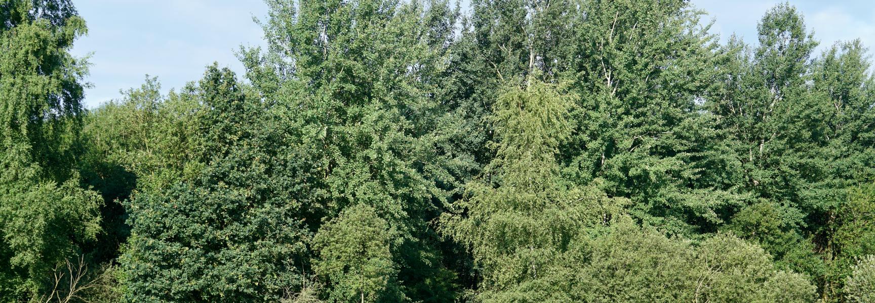 Taurossen in de Maashorst. Foto: Twan Teunissen