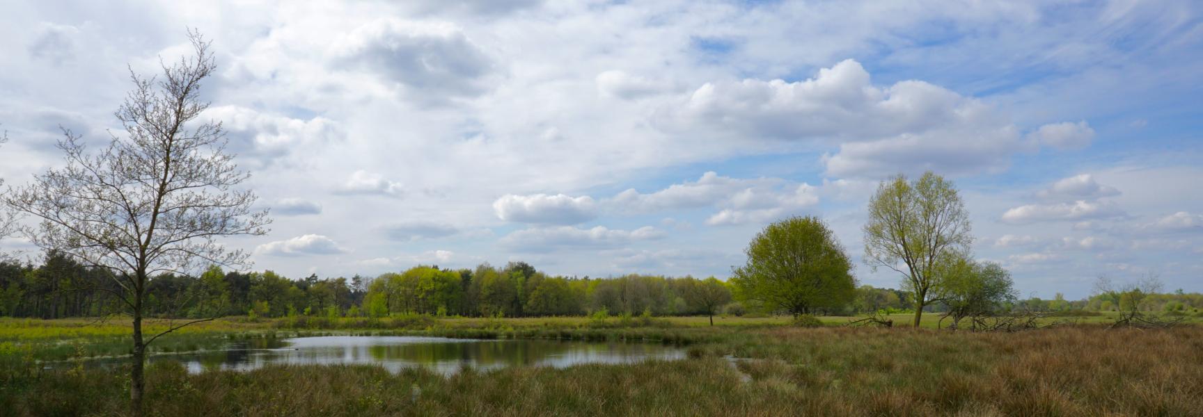 Begrazingsgebied Maashorst