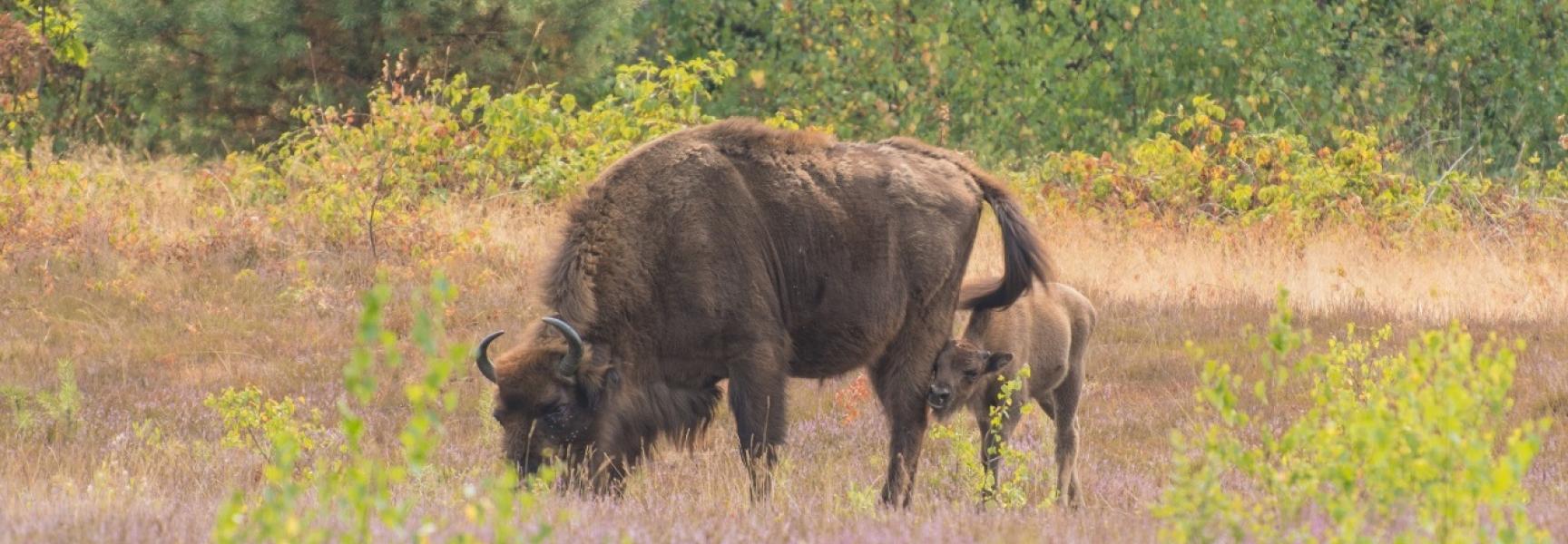 Wisenten op de Maashorst, foto: Arjen Boerman