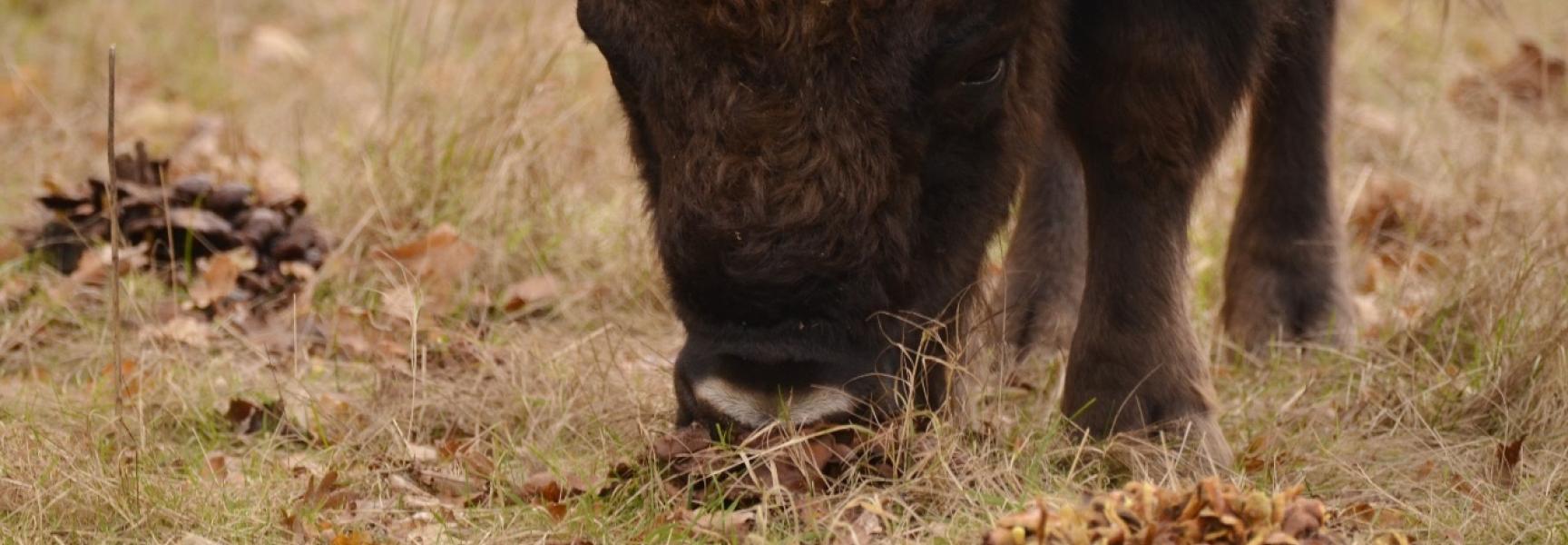 Wisenten eten paddenstoelen, foto: Arjen Boerman, FREE Nature