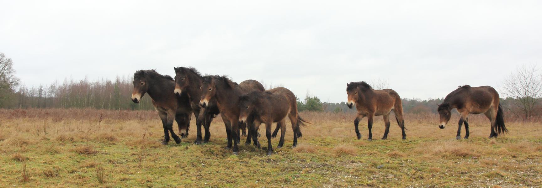 Exmoorpony's op de Maashorst