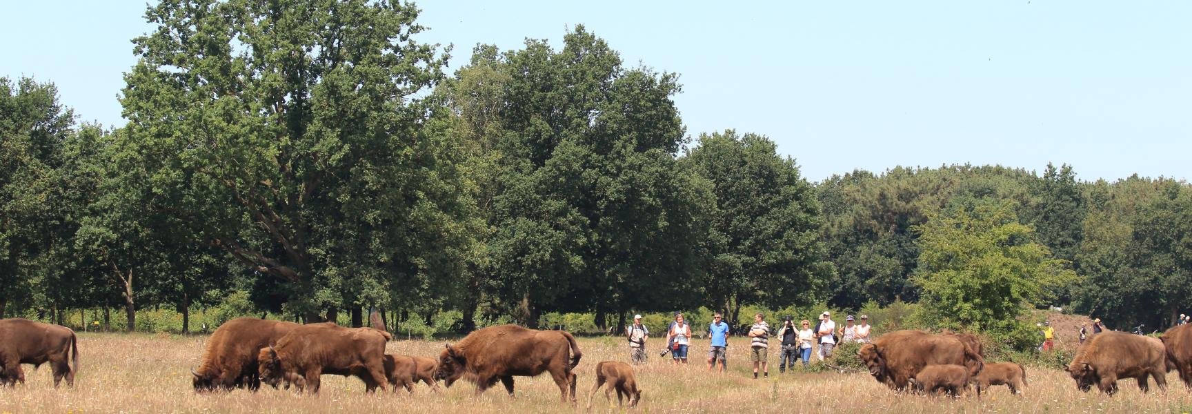 Wisenten en bezoekers in de Maashorst
