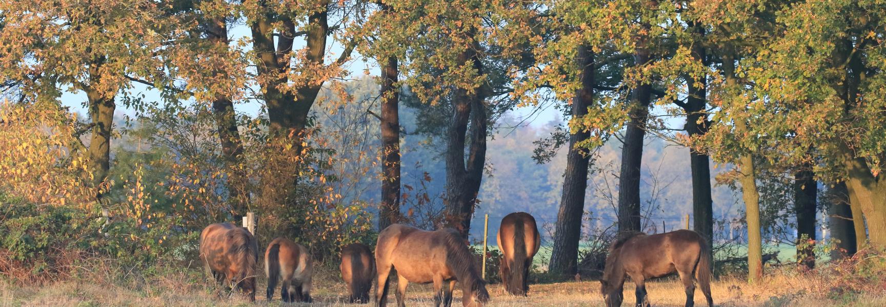 Exmoor pony's op de Maashorst