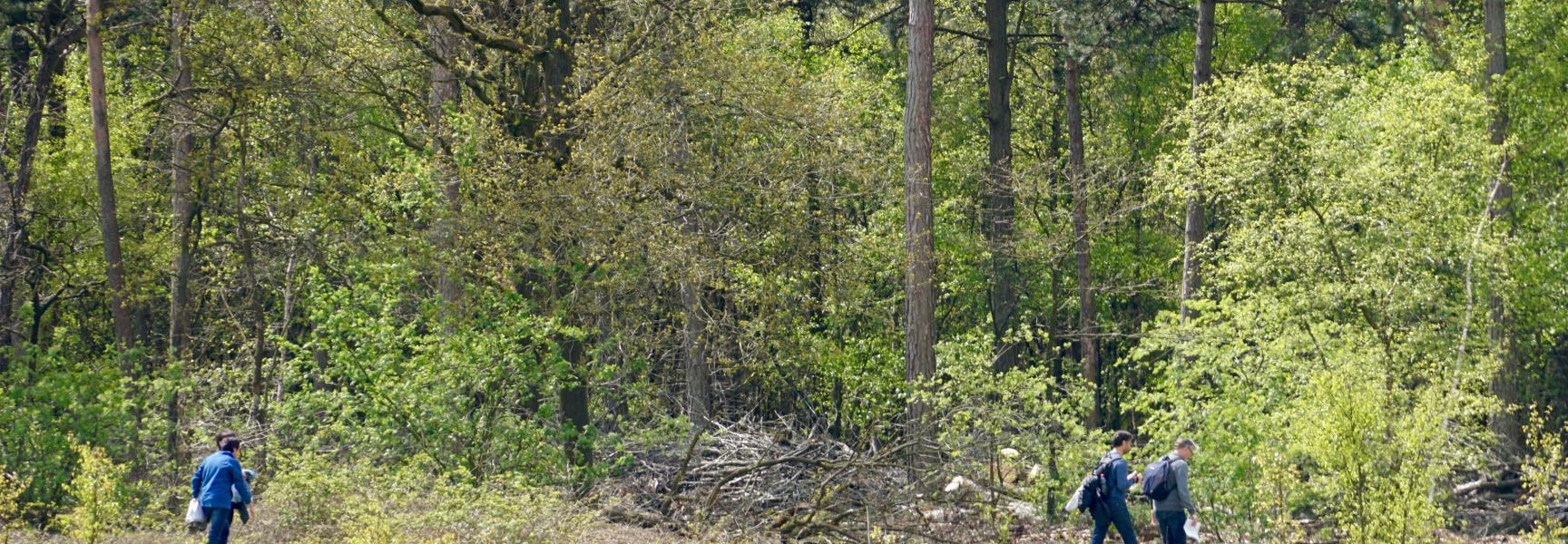 Wandelaars op de Maashorst