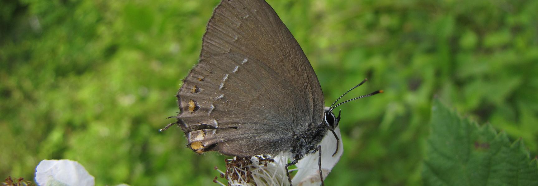 Bruine eikenpage, foto: Ivan Medenica, By Ivan Medenica (Own work) [CC BY-SA 4.0 (https://creativecommons.org/licenses/by-sa/4.0)], via Wikimedia Commons