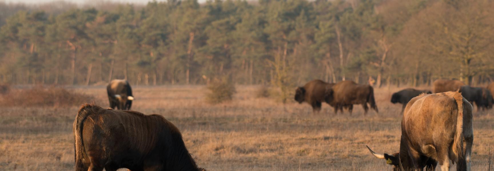 Taurossen en wisenten op de achtergrond. Foto: Arjen Boerman