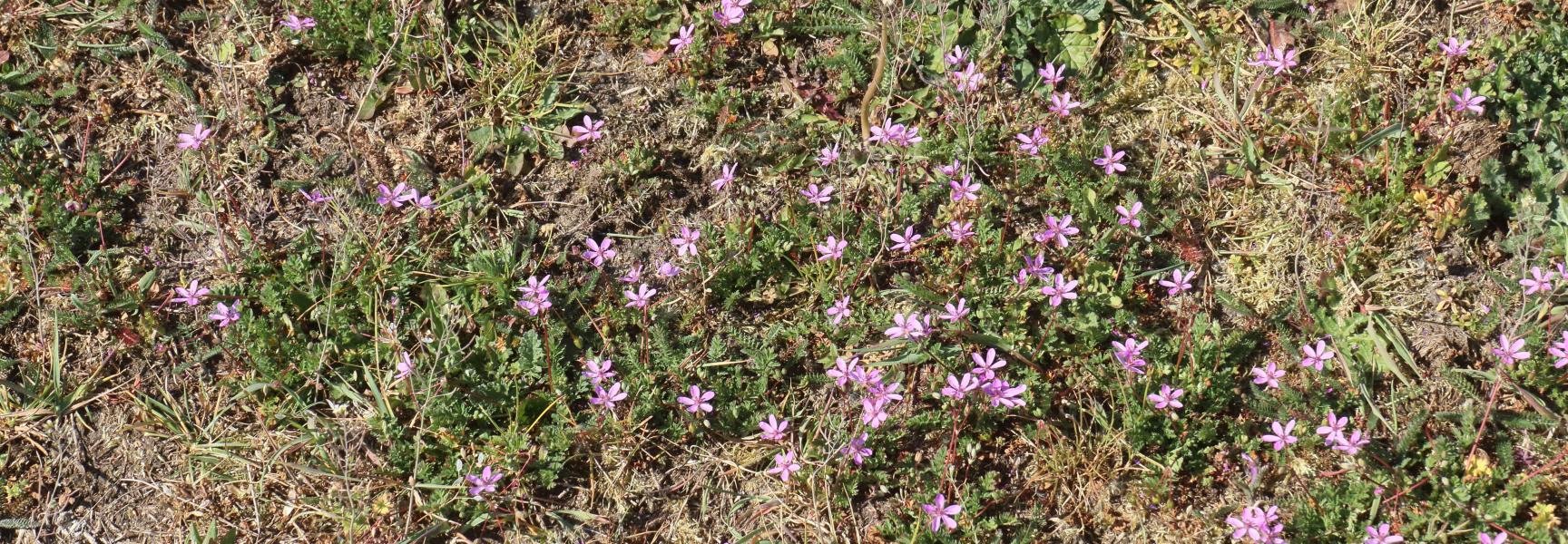 In verdroogd grasland groeit nu massaal gewone reigersbek.