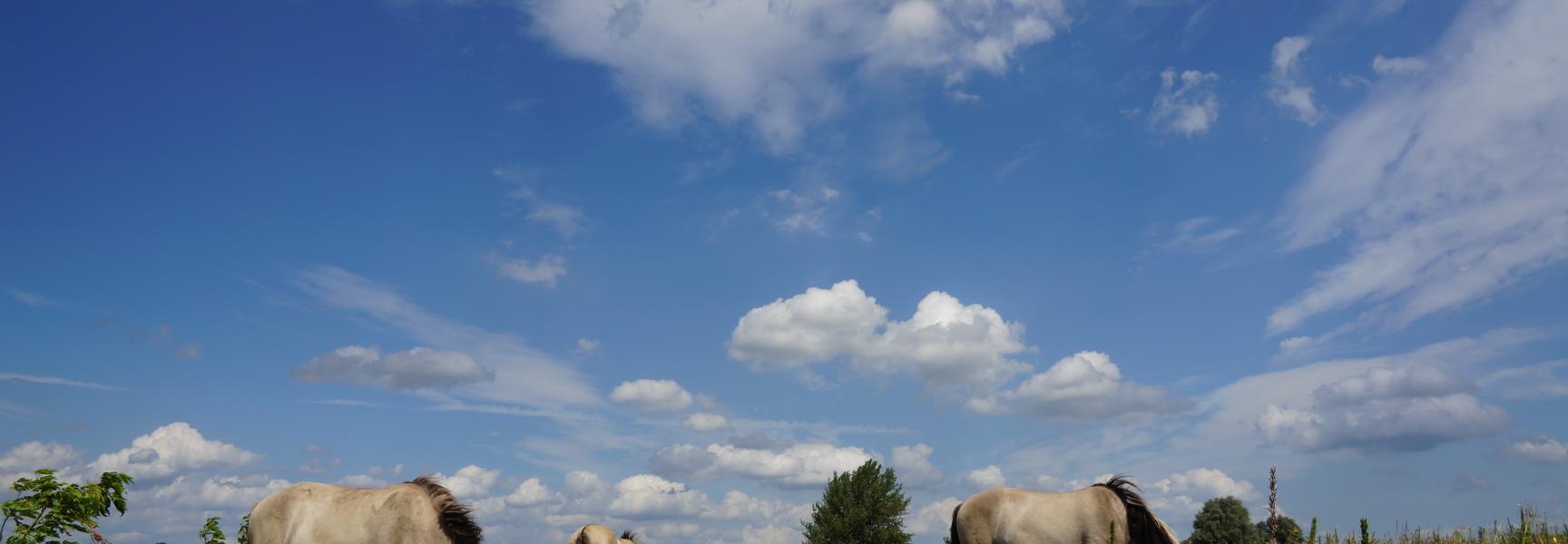 Konikpaarden in de Millingerwaard