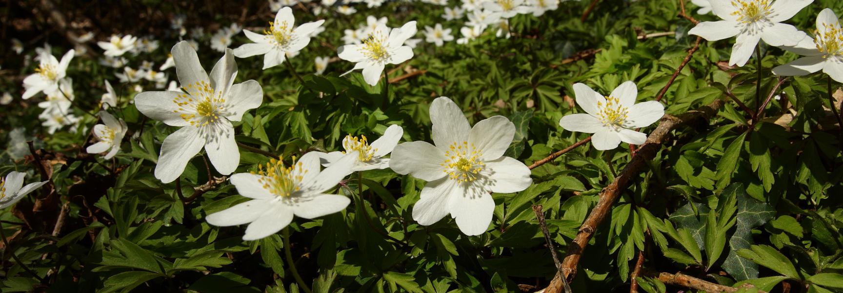 Bosanemoon (Foto: Bert Vervoort)
