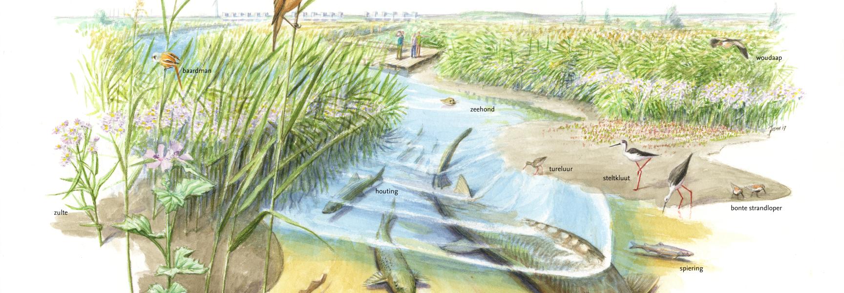 Wieringerdelta uit Natuurdroom Noord-Holland