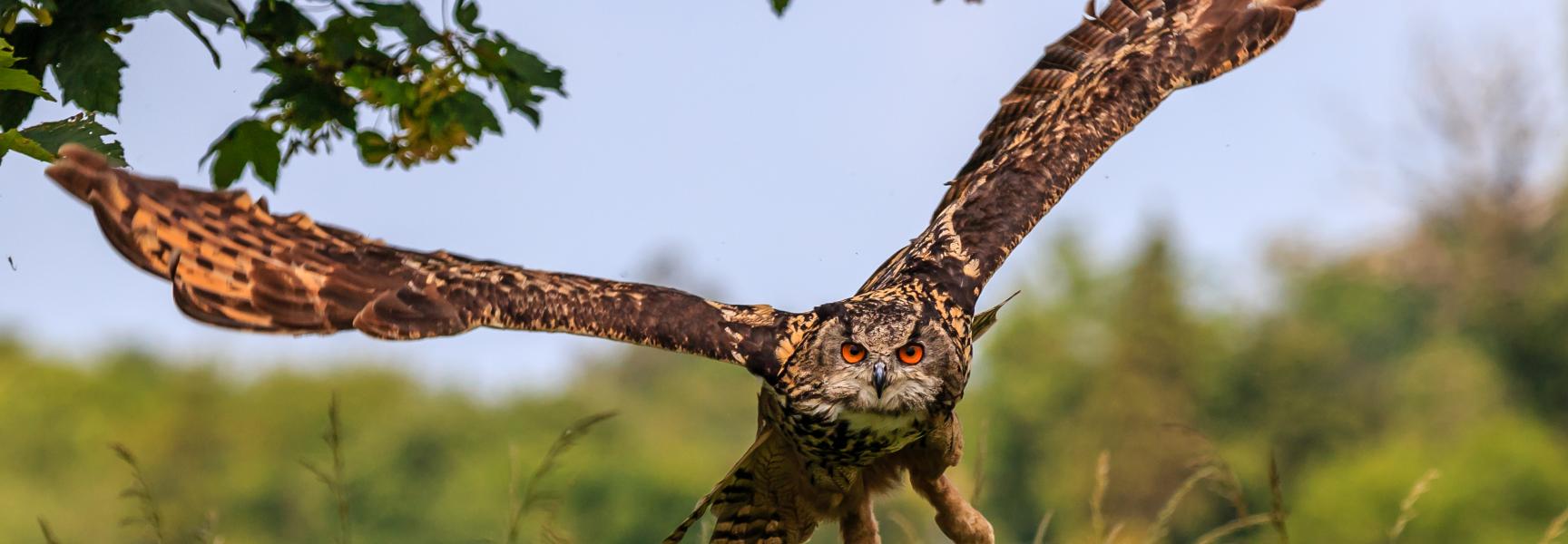 Een jagende oehoe. Foto: Richard Whitcombe