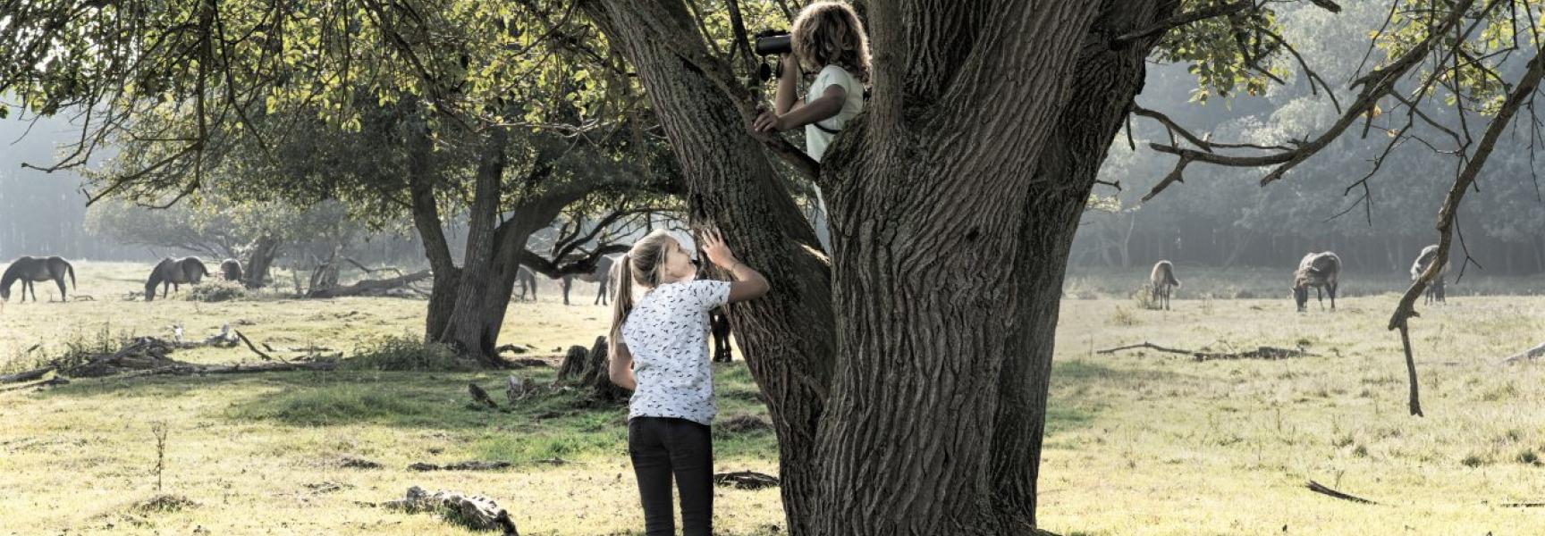 Maashorst, foto: bezoekdemaashorst.nl