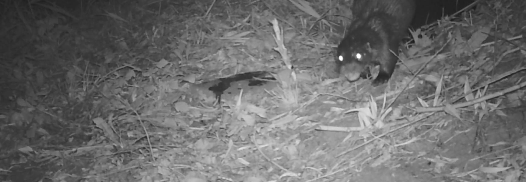 Een otterman rent terug naar het water nadat hij zijn geur heeft achtergelaten op een stoeptegel.