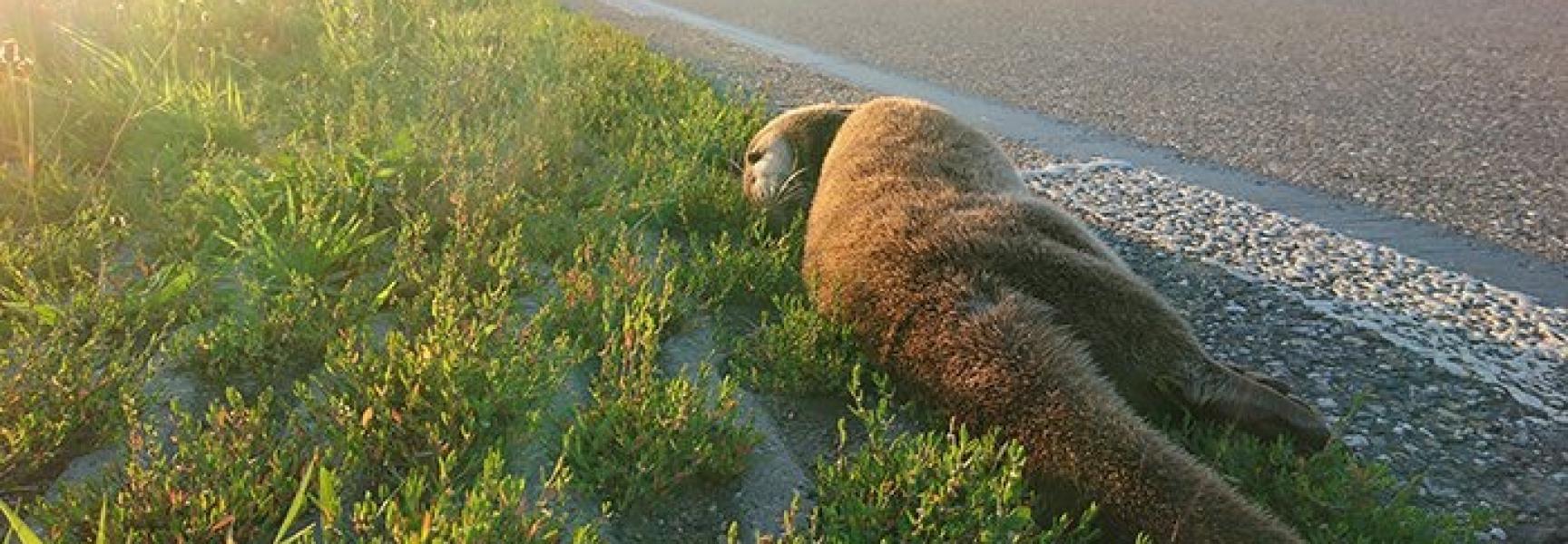 Dode otter in de Ooijpolder, foto: Martijn Verdoes