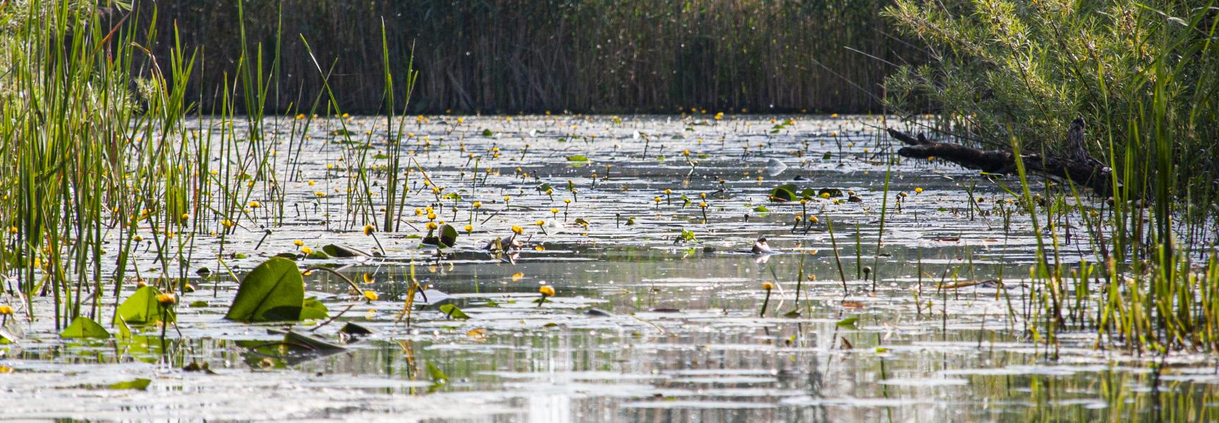 De Rijnstrangen vanaf het water. Foto: Mayke de Vos