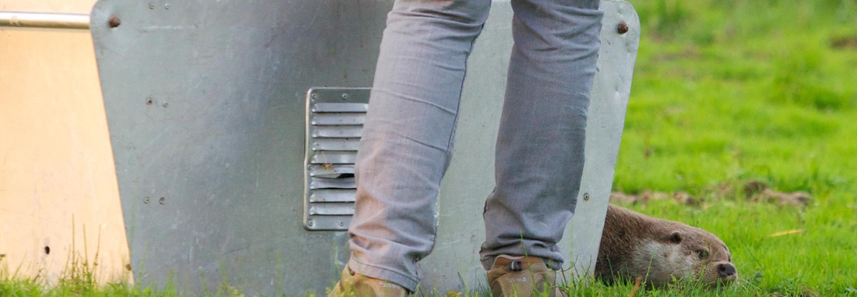 Bijplaatsing van otters in rivierengebied