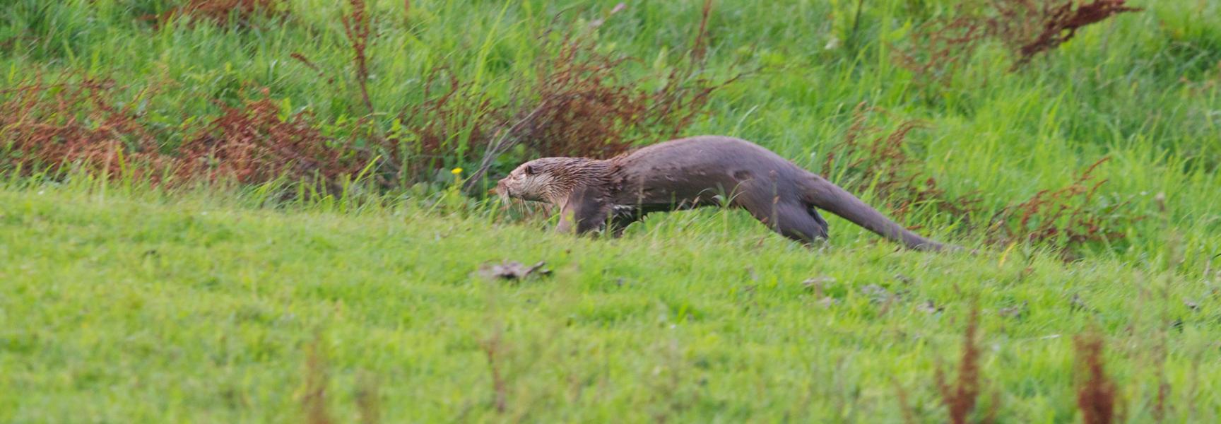 Otters bijgeplaatst in de Gelderse Poort