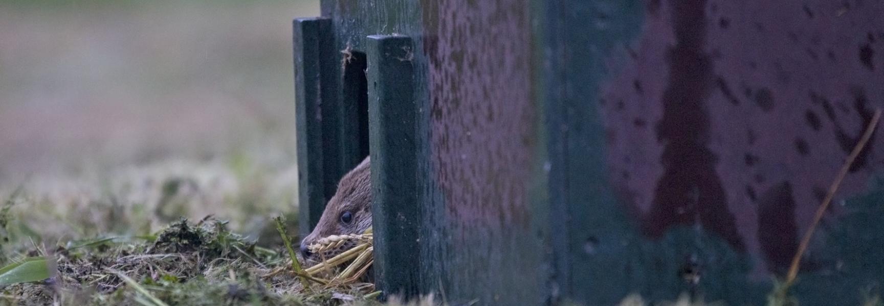 Bijplaatsing otters in de Gelderse Poort, foto: Harvey van Diek