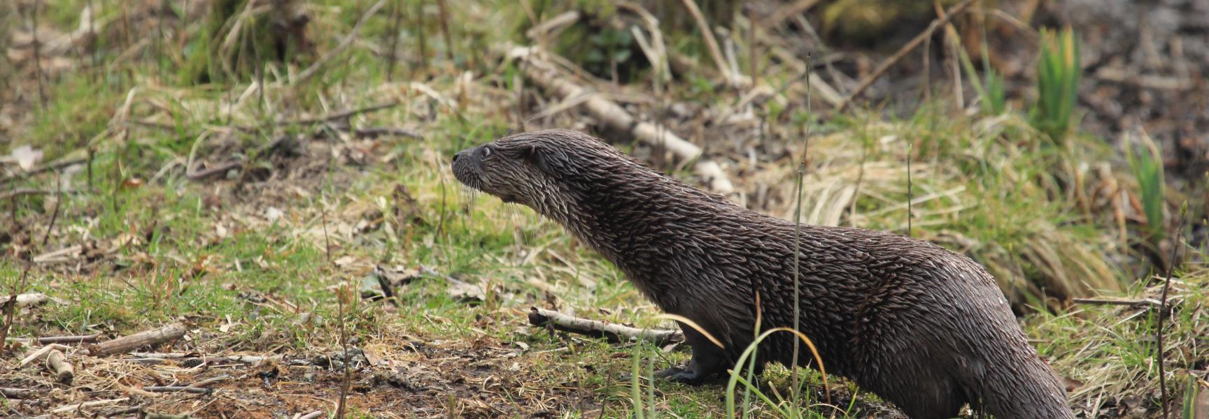 Otter; waterliefhebber en oeverbewoner