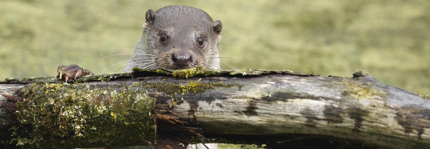 Otter. Foto: Ronald Pol