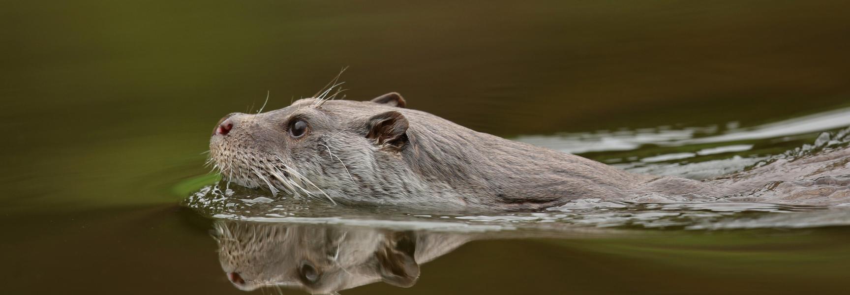 Otter. Foto: PhotocechCZ