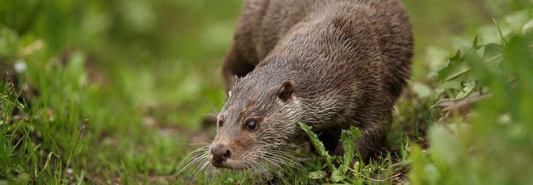 Otter. Foto: PhotocechCZ