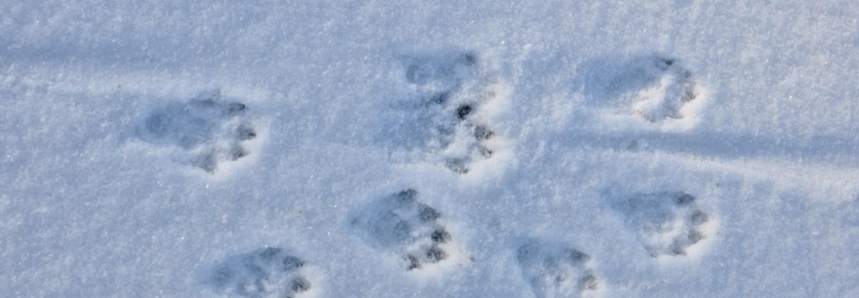 Ottersporen in de sneeuw