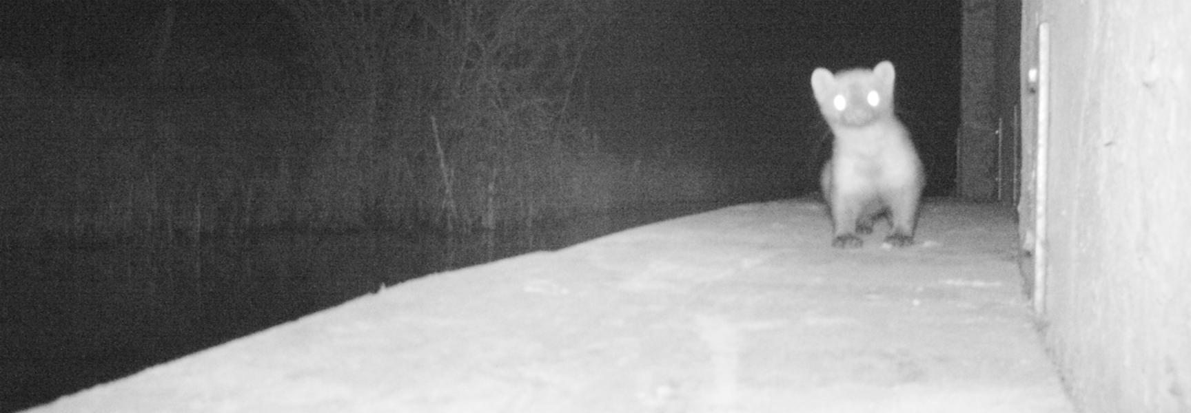 Steenmarter op otterloopplank