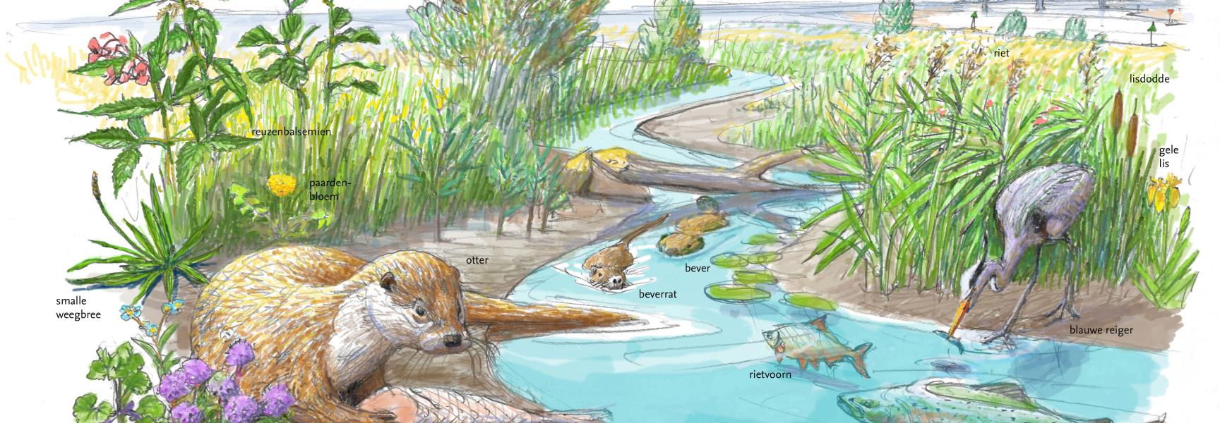 Zoekkaart Leefgebied Otter