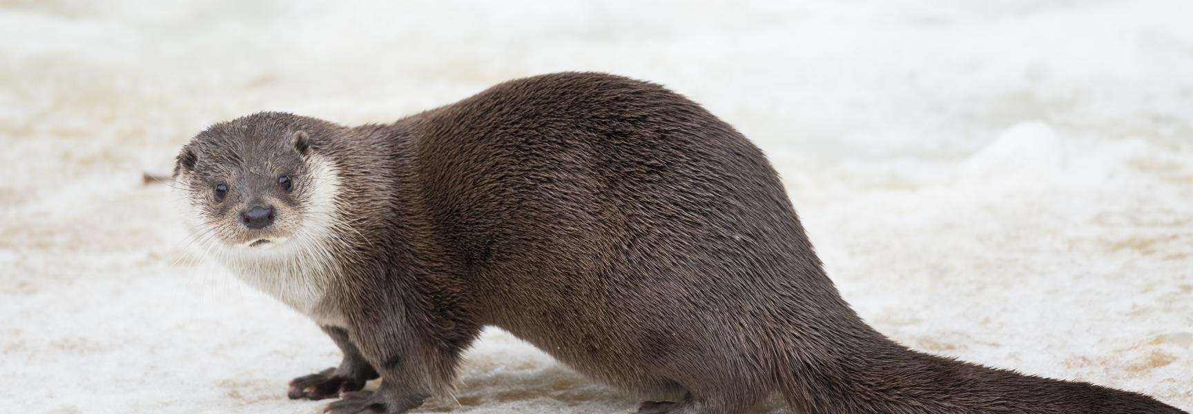 Otter. Foto: Bob Luijks, Natuurportret