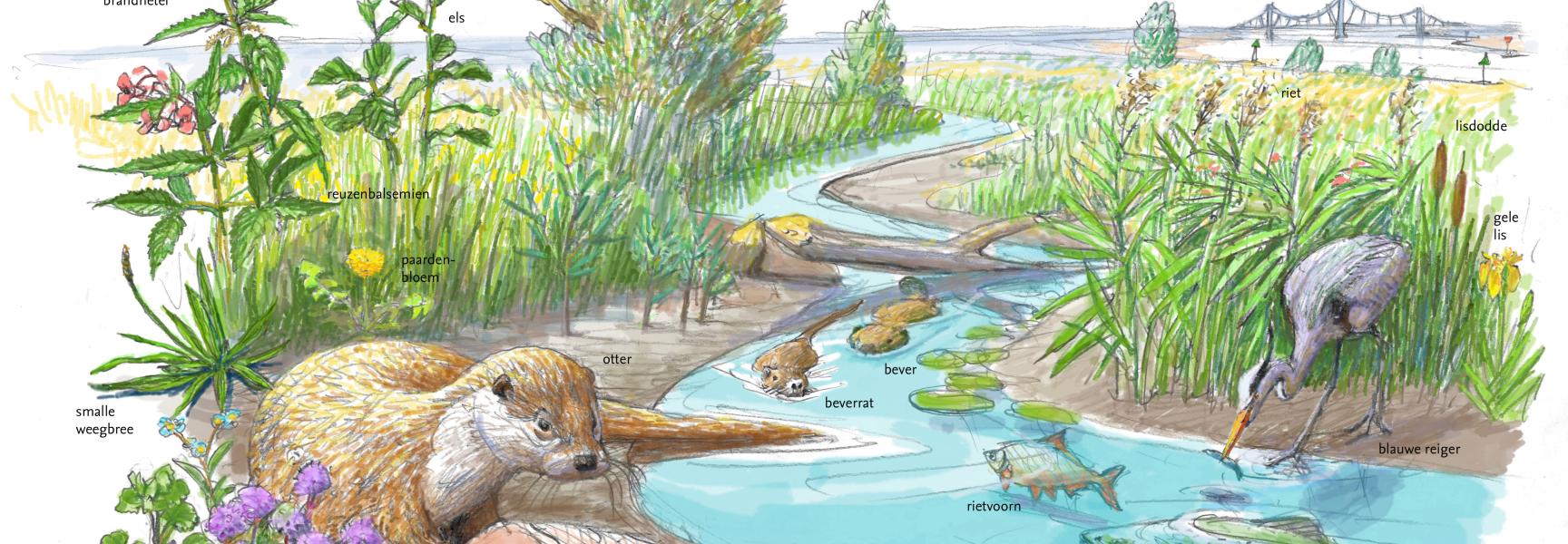 Nieuwe kansen voor de otter langs de Rijn