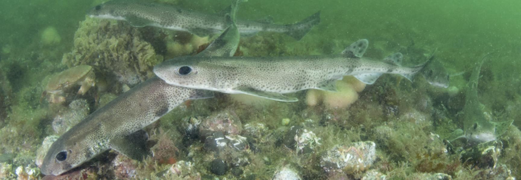 Hondshaai (Scyliorhinus canicula) (Bron: Peter Verhoog)