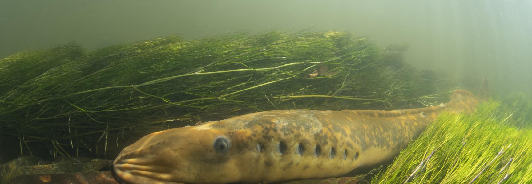 Zeeprik. Foto Arhur de Bruin / Blikonderwater