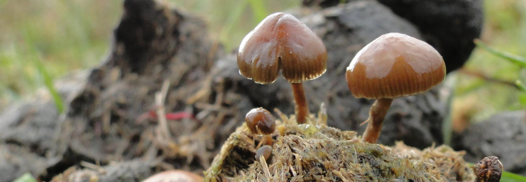 Het keutelkaalkopje (psilocybe merdicola). Foto: Chiel Jacobusse