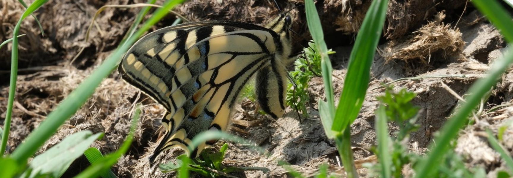 Koninginnenpage op mesthoop. Foto: Esther Linnartz