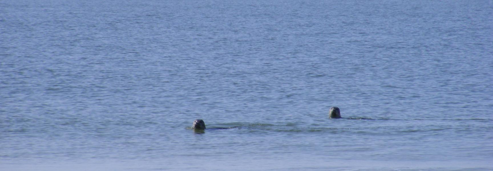 Zeehonden achter de branding