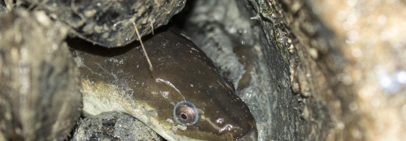 Paling in rifbal tussen mosselen. Foto: Ernst Schrijver