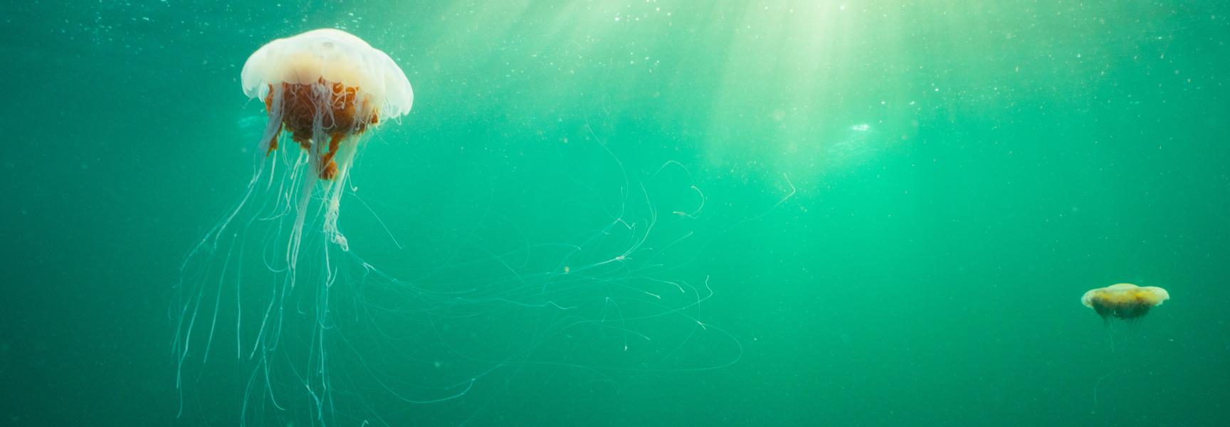 Kwal in groene zee met zonlicht