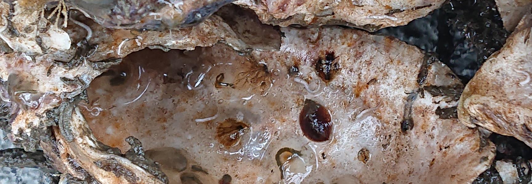 Op de geplaatste schelpen hebben zich naast oesterlarfjes ook muiltjes en mosdiertjes vastgezet.