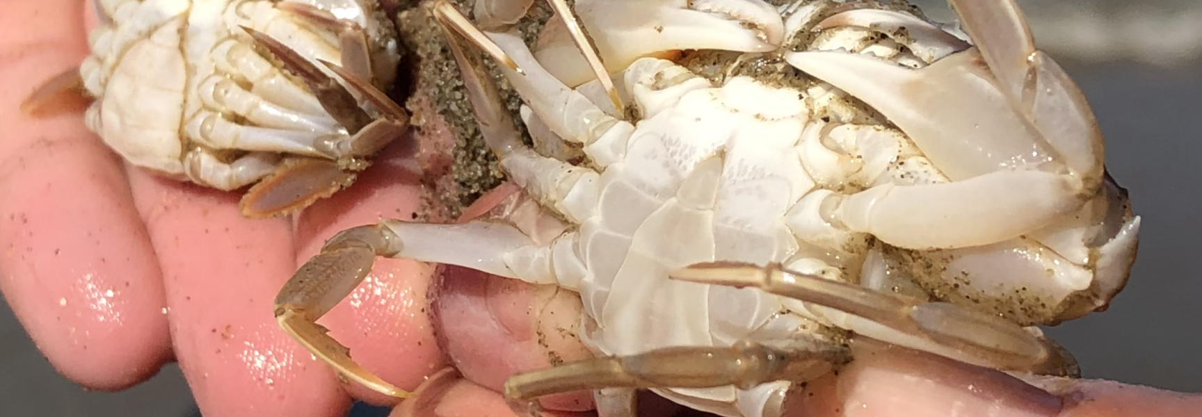 Twee krabben in de hand