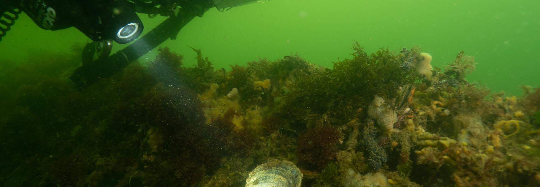 Platte oester (Ester van den Doel/Duikeninbeeld)