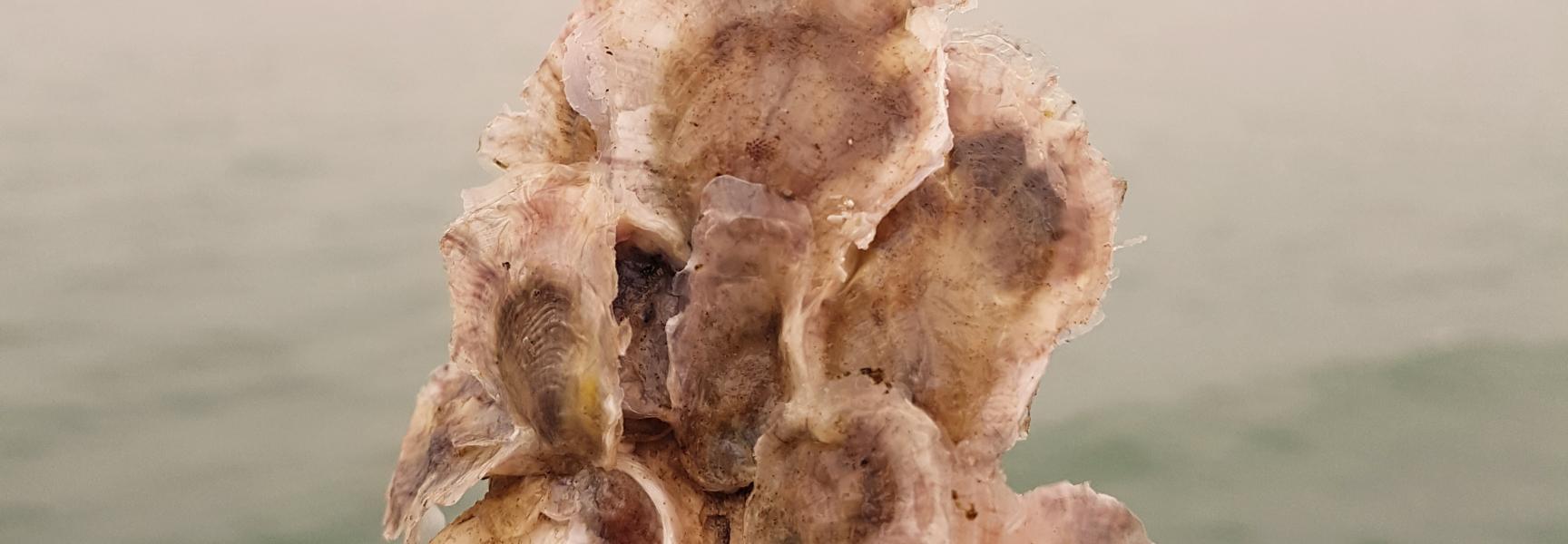 Oesterschelp met daarop oersterlarfjes. Op de achtergrond is de Noordzee te zien