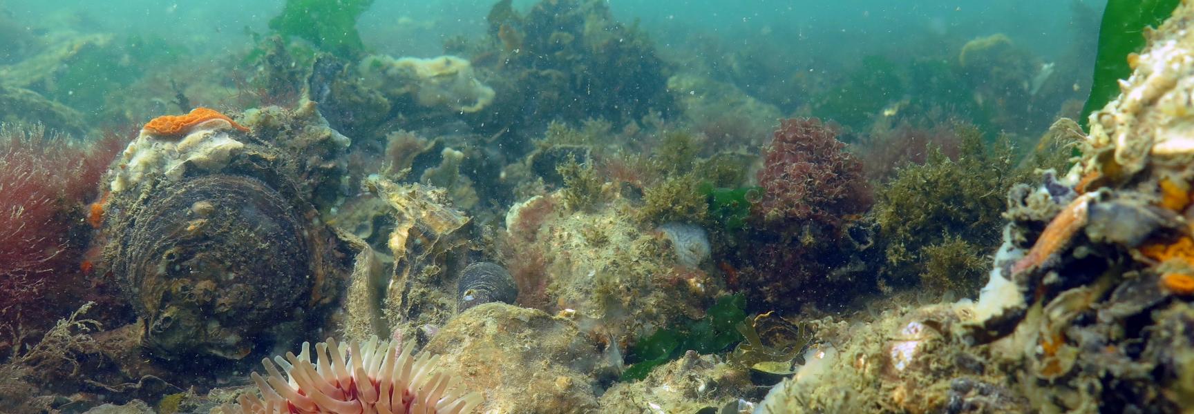 Schelpdierbanken. Foto: Floor Driessen