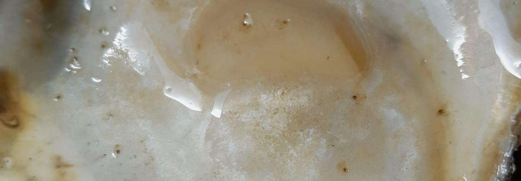 babyoesters op een schelp