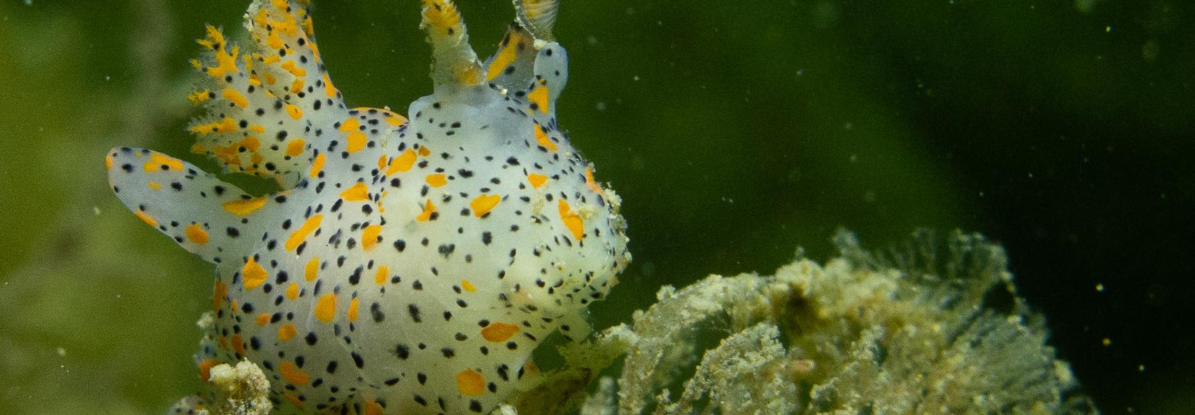 Gestippelde mosdierslak (Sanne Ploegaert)