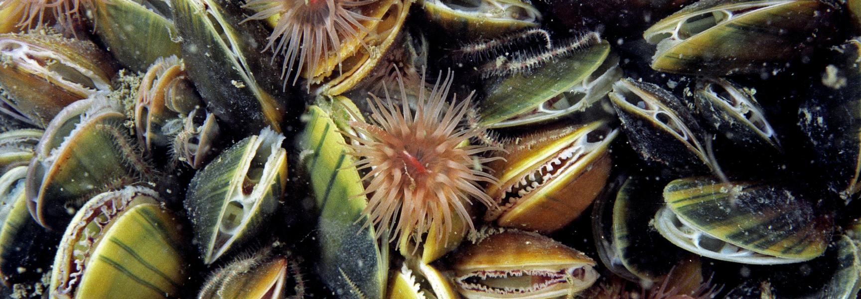 Mosselen en baksteenannemoontjes. Foto: Ron Offermans