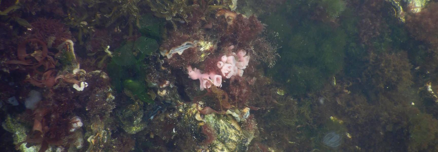 Natuur in de Grevelingen