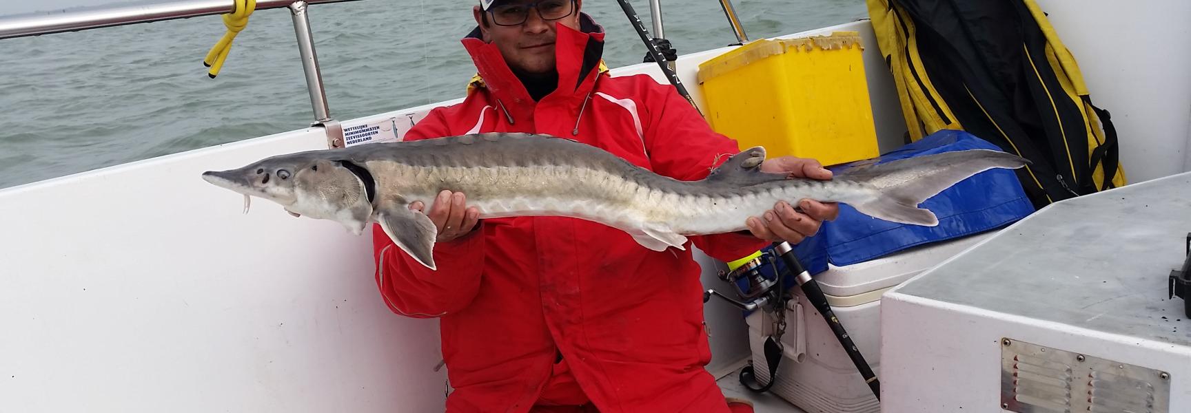 Gevangen steur. Foto: Ernest Ripson